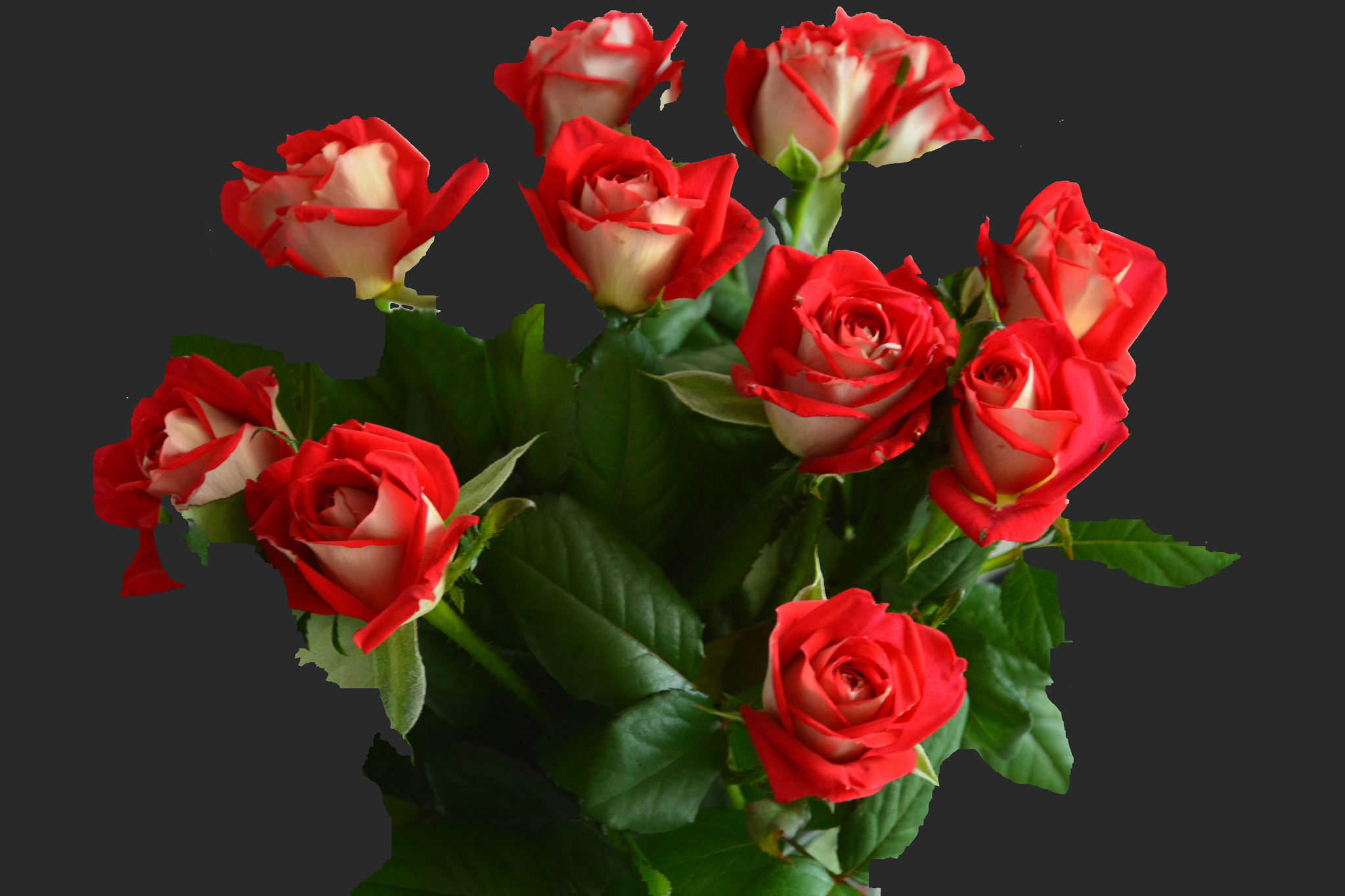 Три розы разного цвета фото