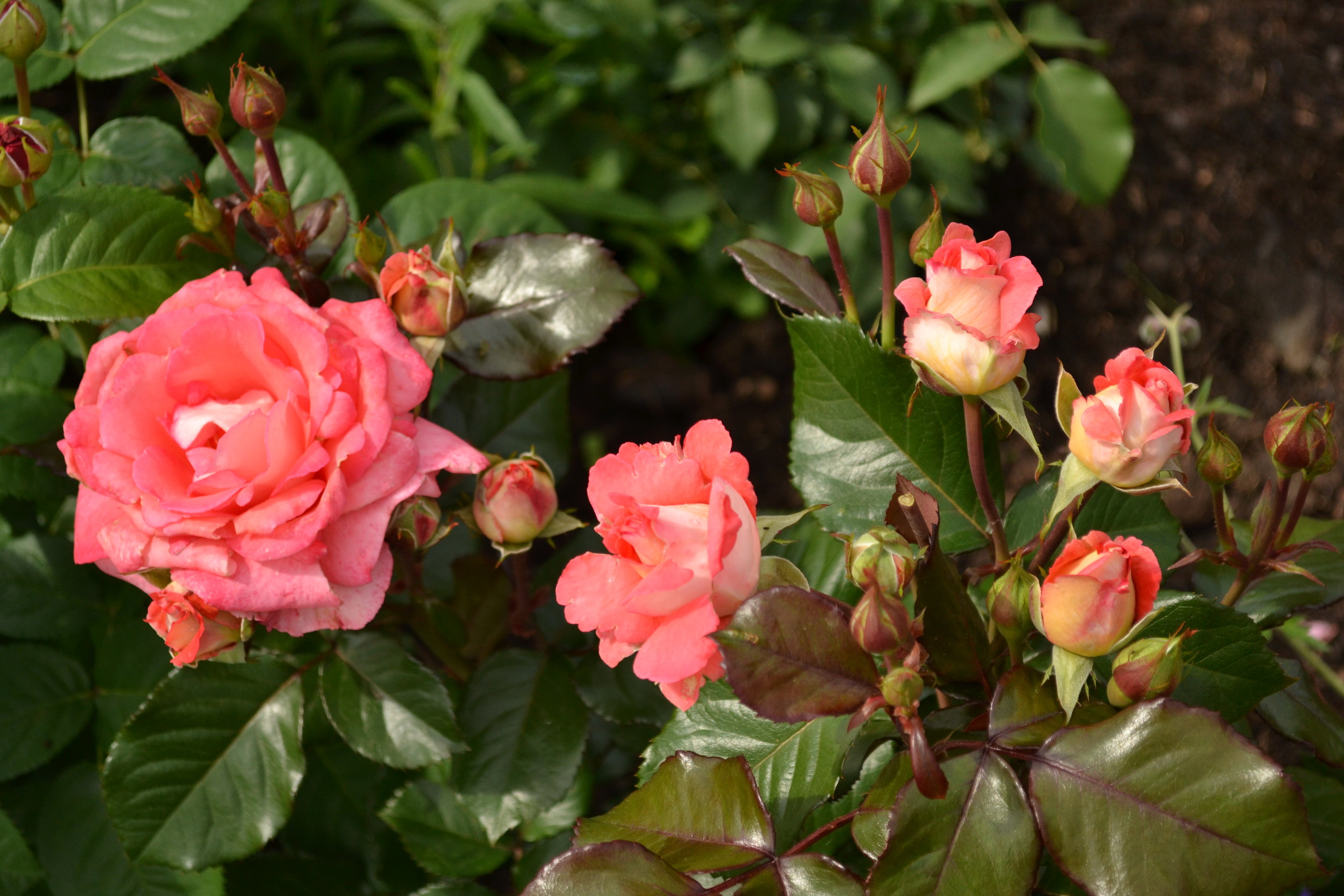 Цветы роза чайная кустовая