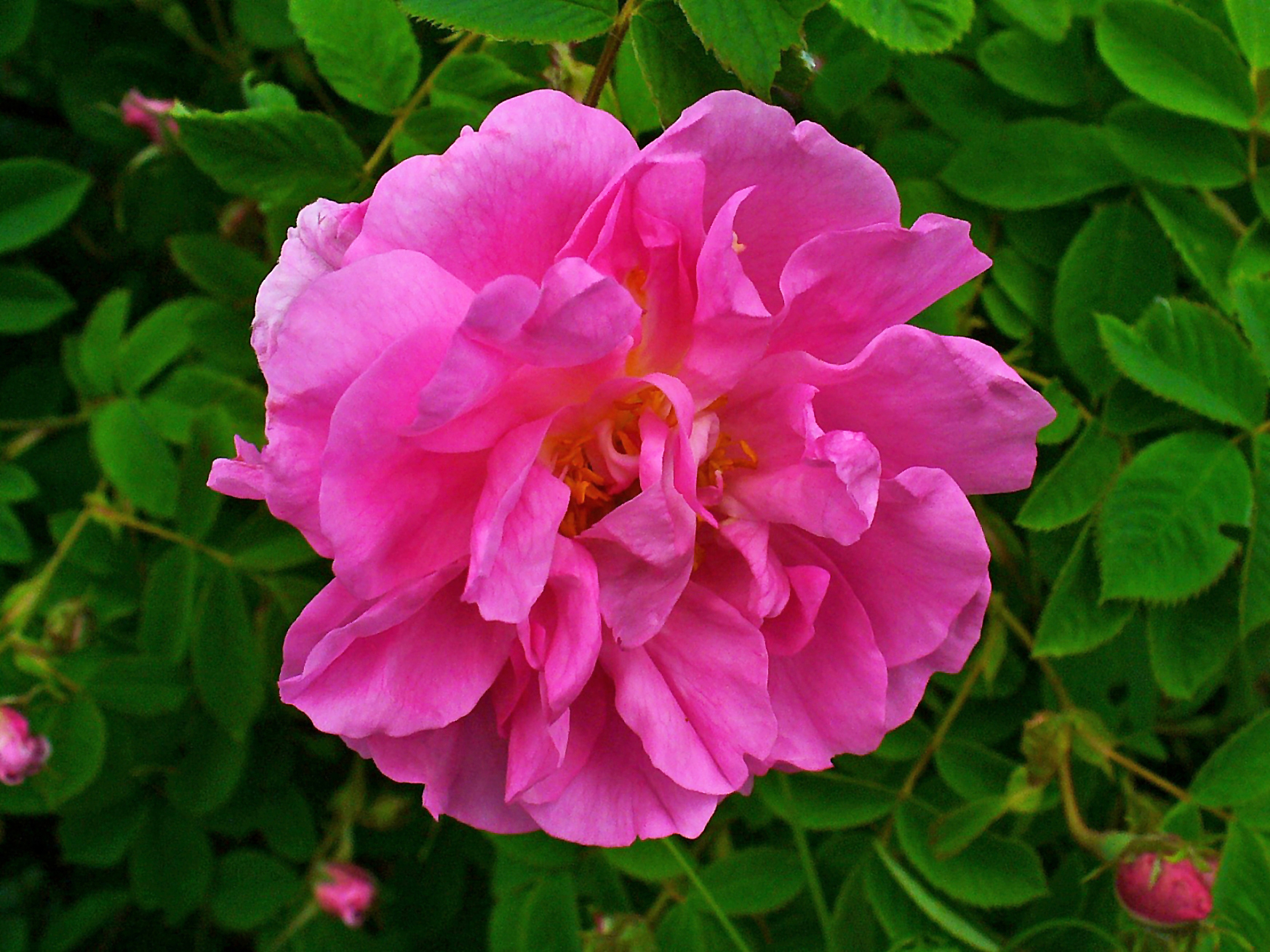 Болгарская дамасская роза