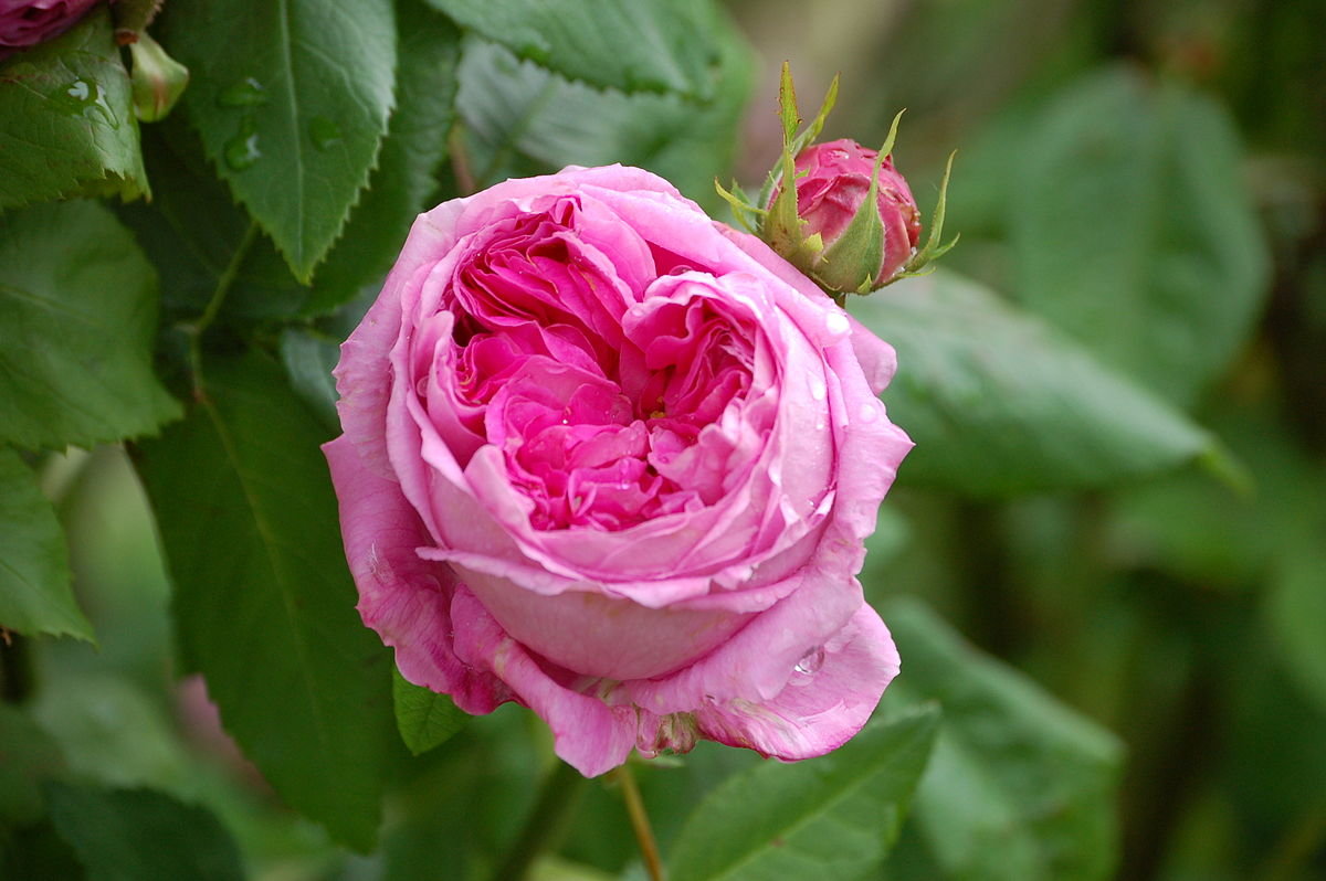Дамасская (таифская) роза
