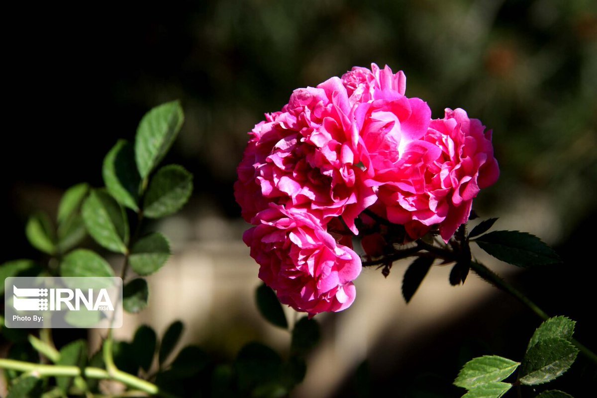 Цветение дамасская роза