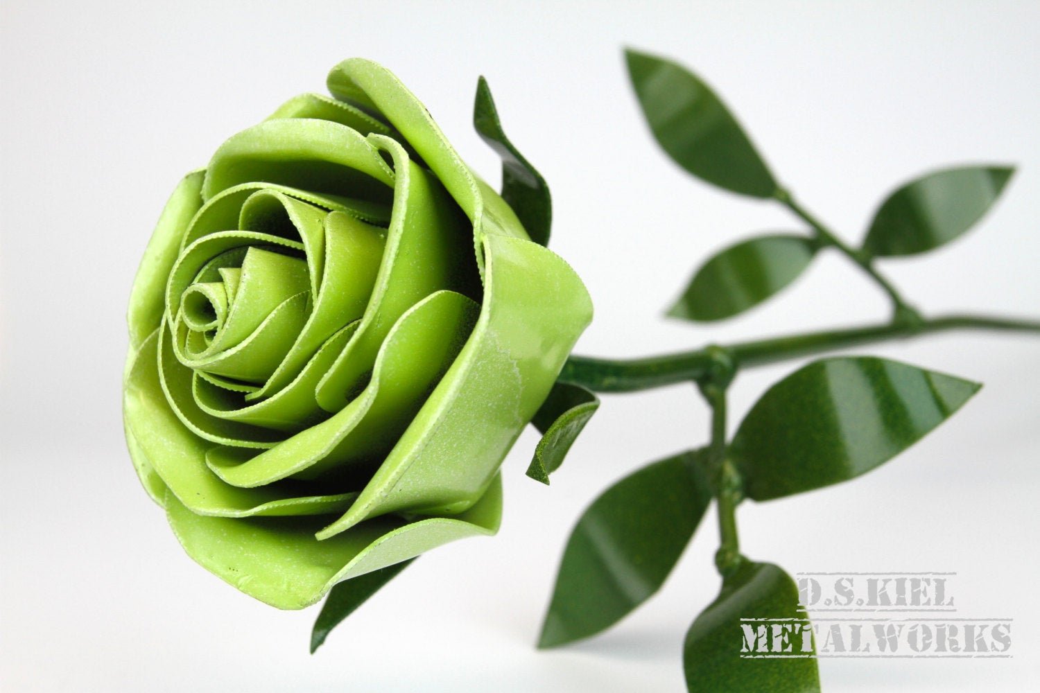 Плоская роза с зеленой сердцевиной