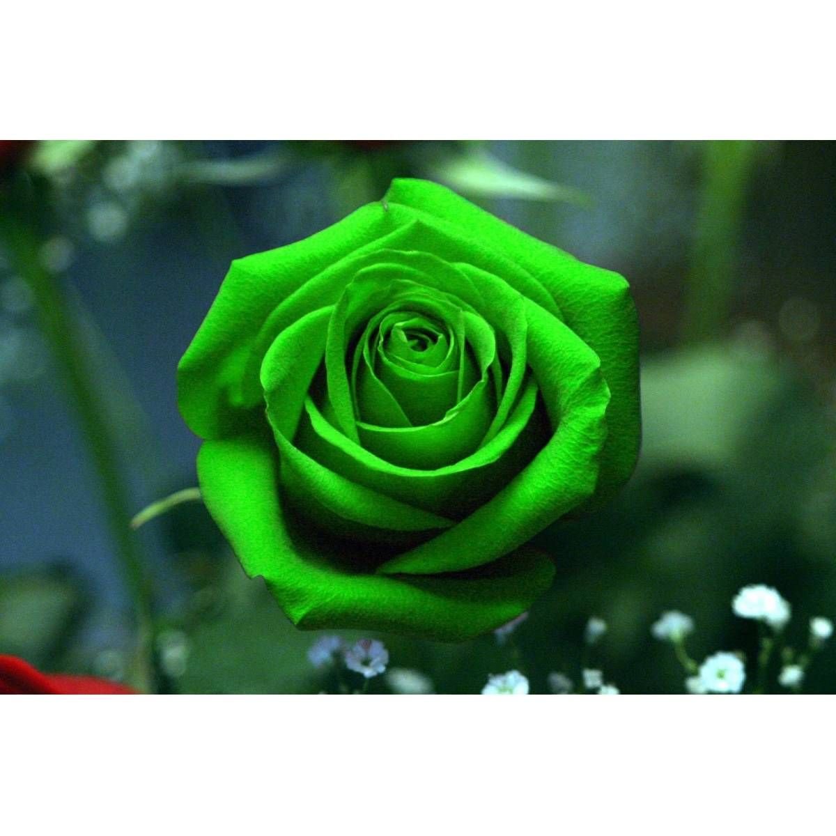 Китайская Зеленая Роза
