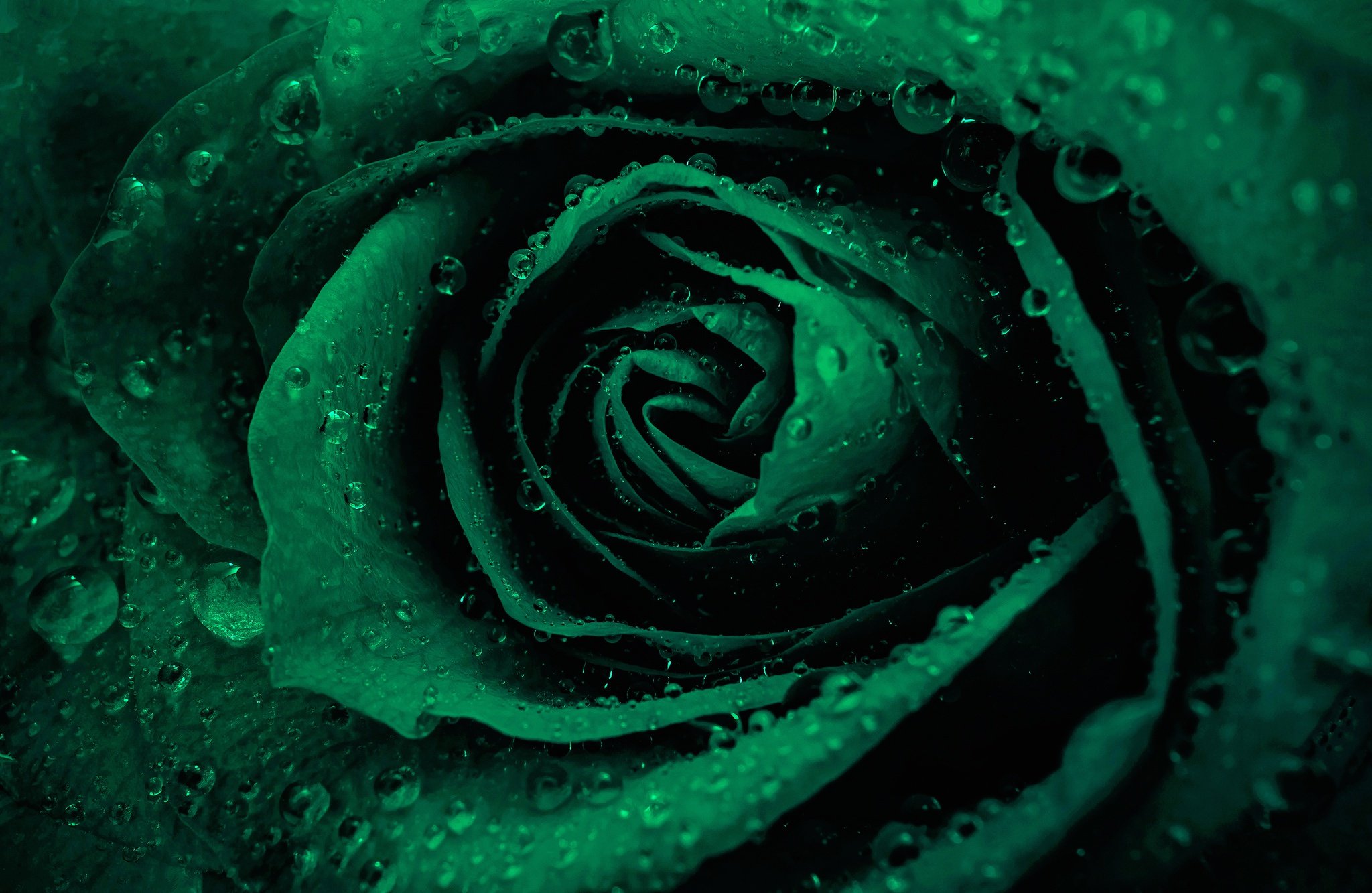 Зеленые розы (106 фото) .