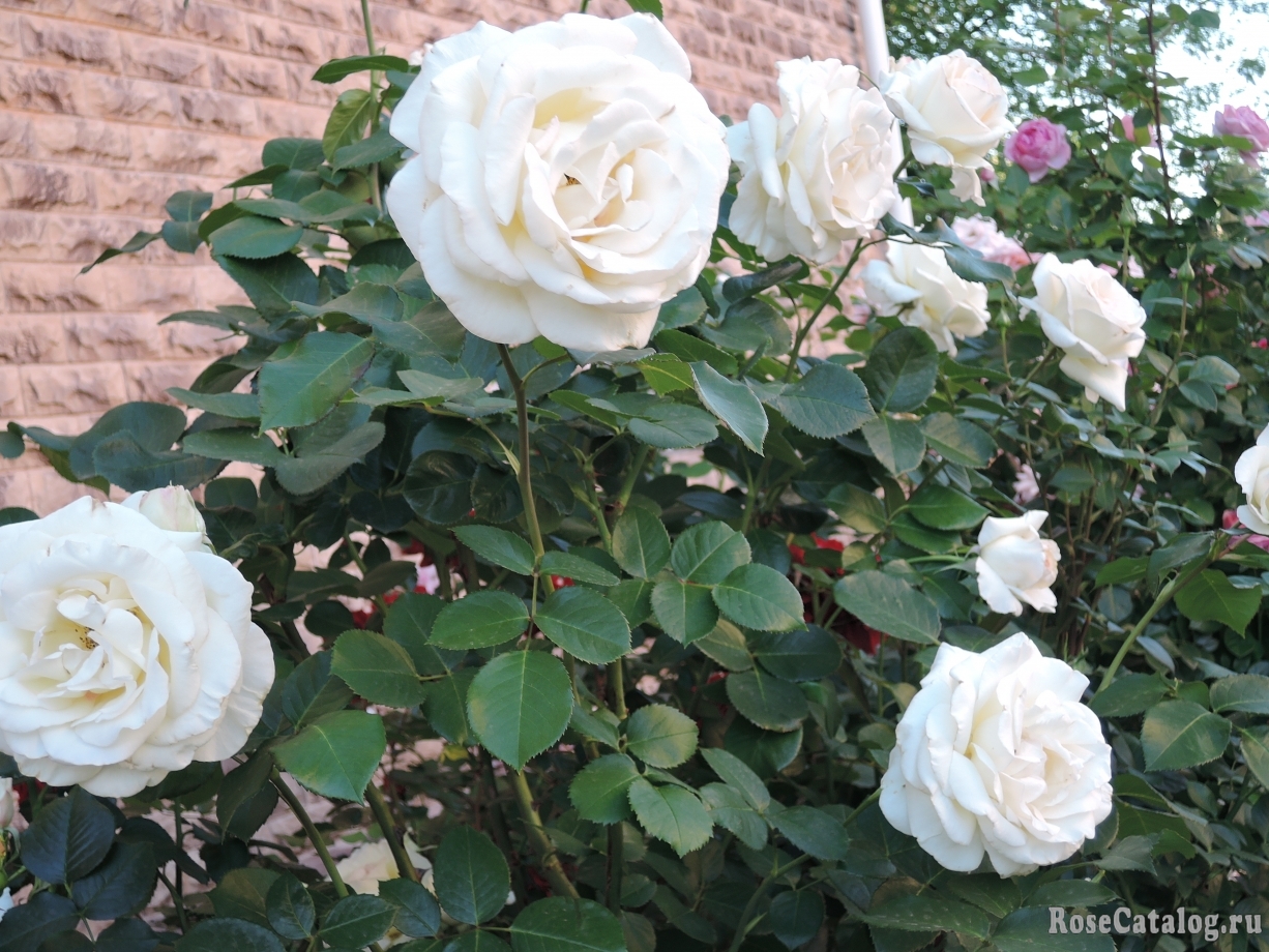 Роза плетистая белая Шнивальзер