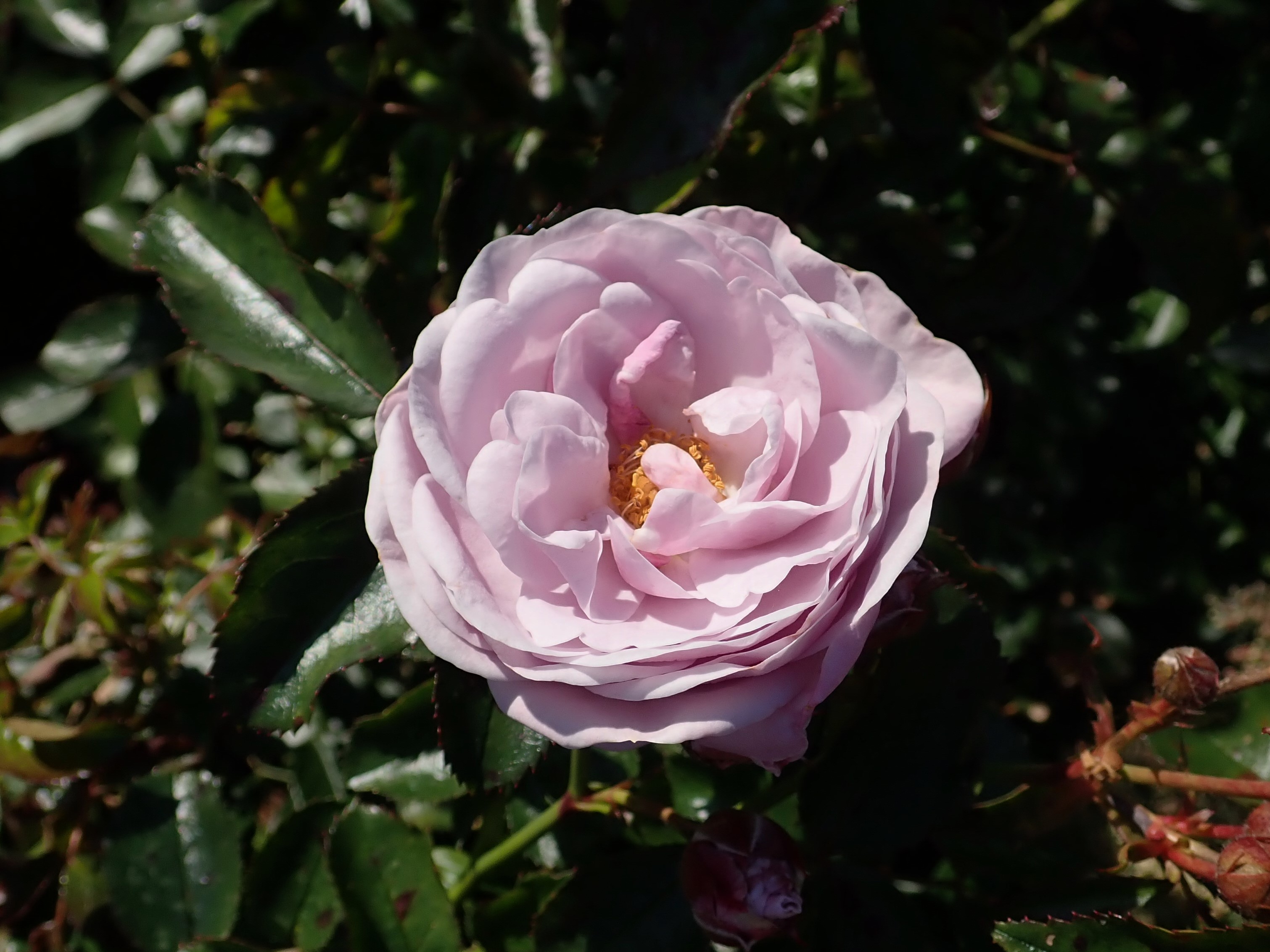 Роза флорибунда Наутика