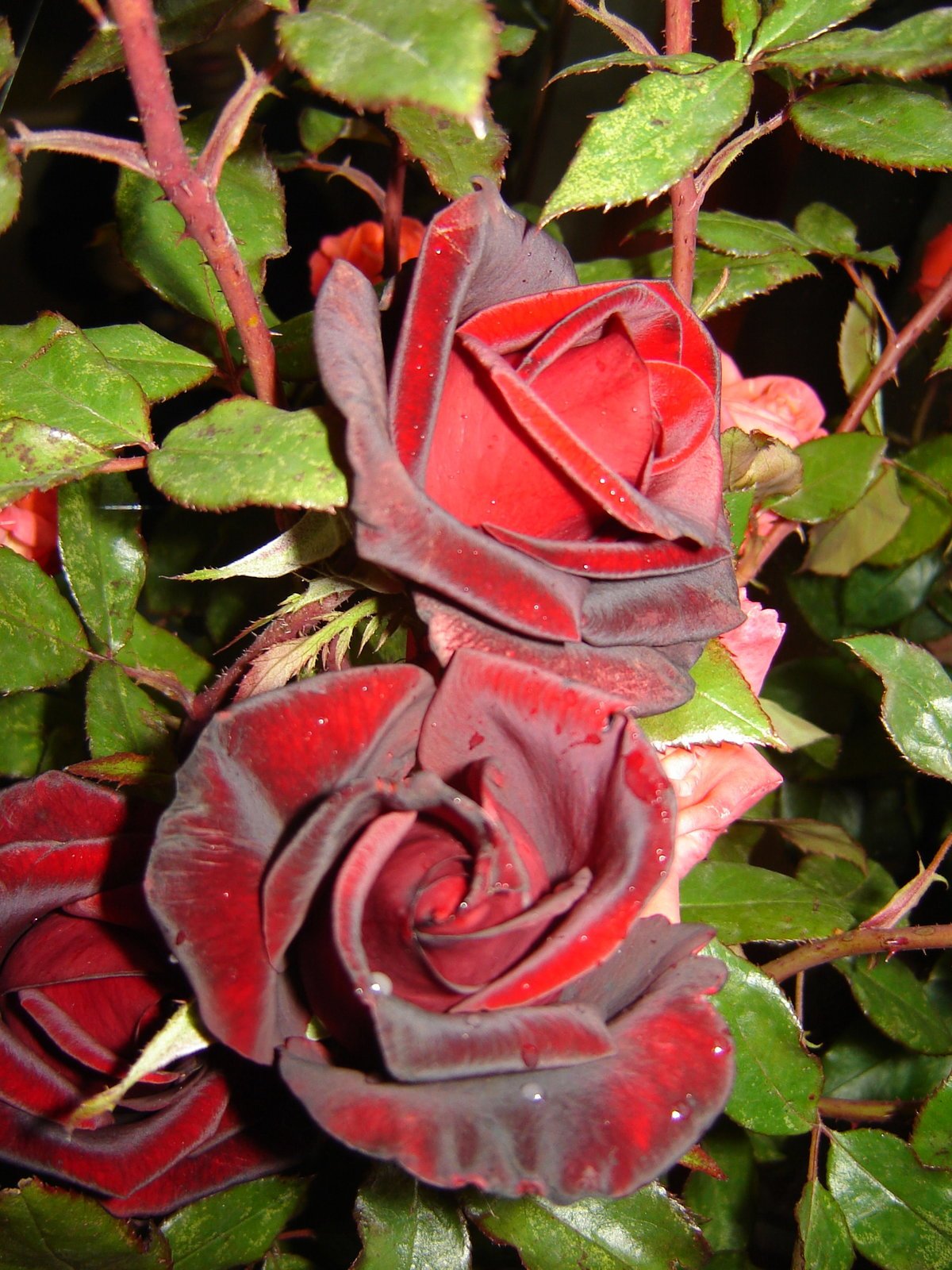 Розы ассирия фото
