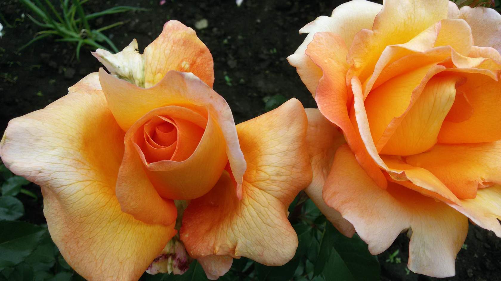 Сорт розы Луи де Фюнес