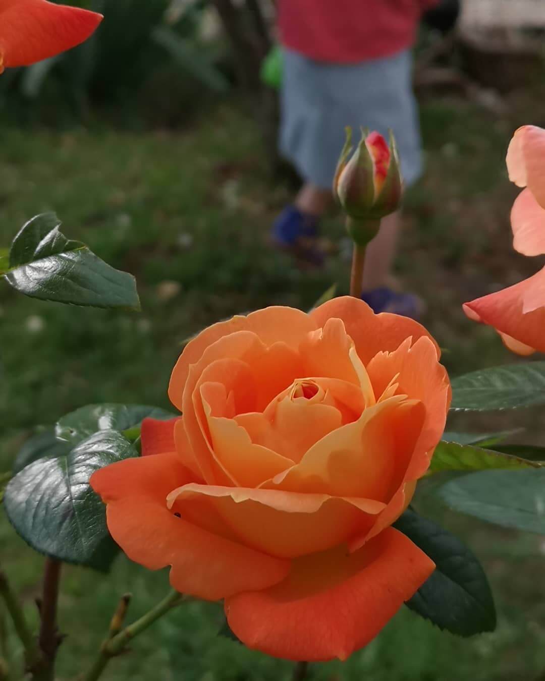 Роза эльдорадо