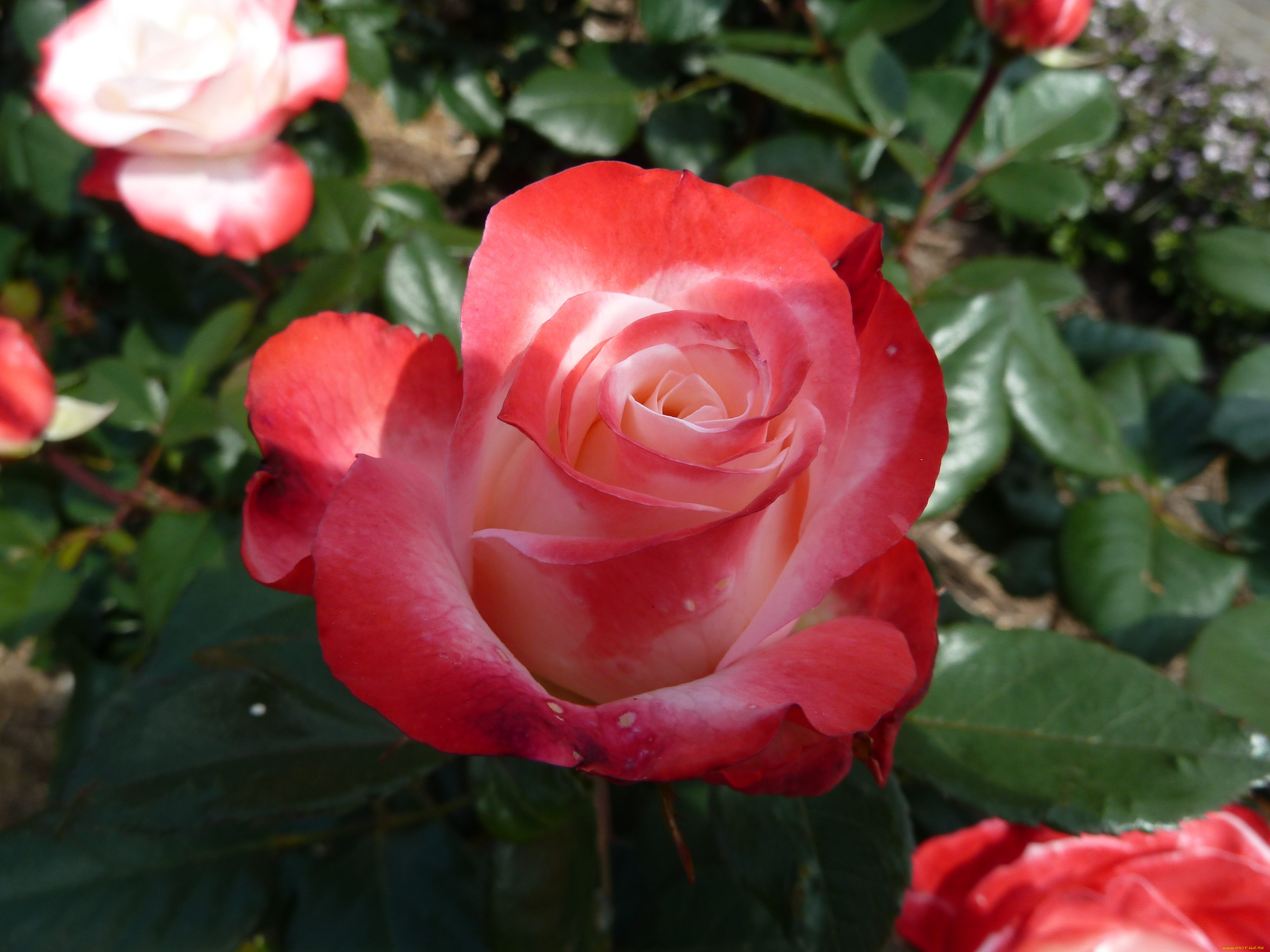 Голландские розы фото