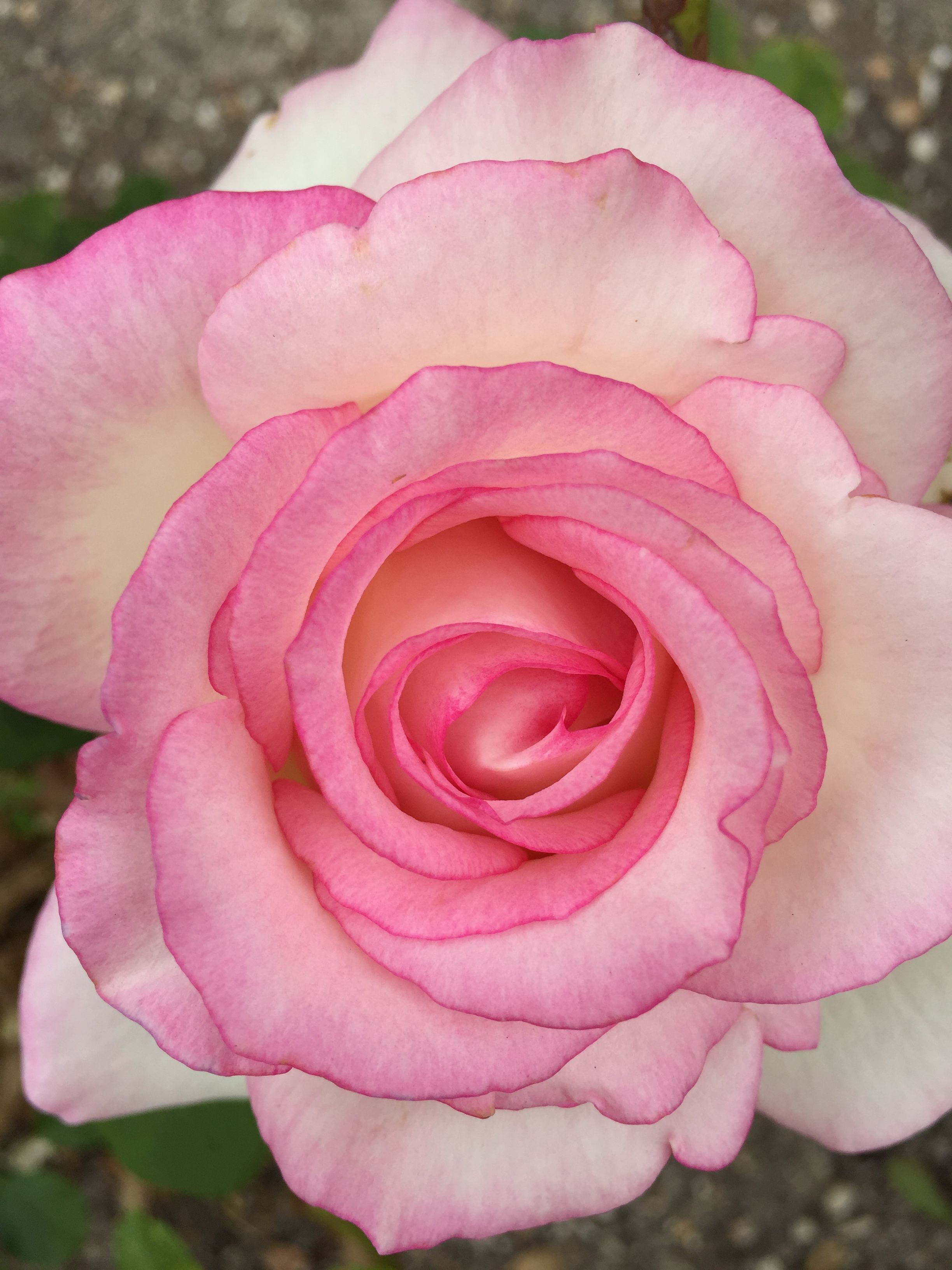 роза мунстоун эквадор