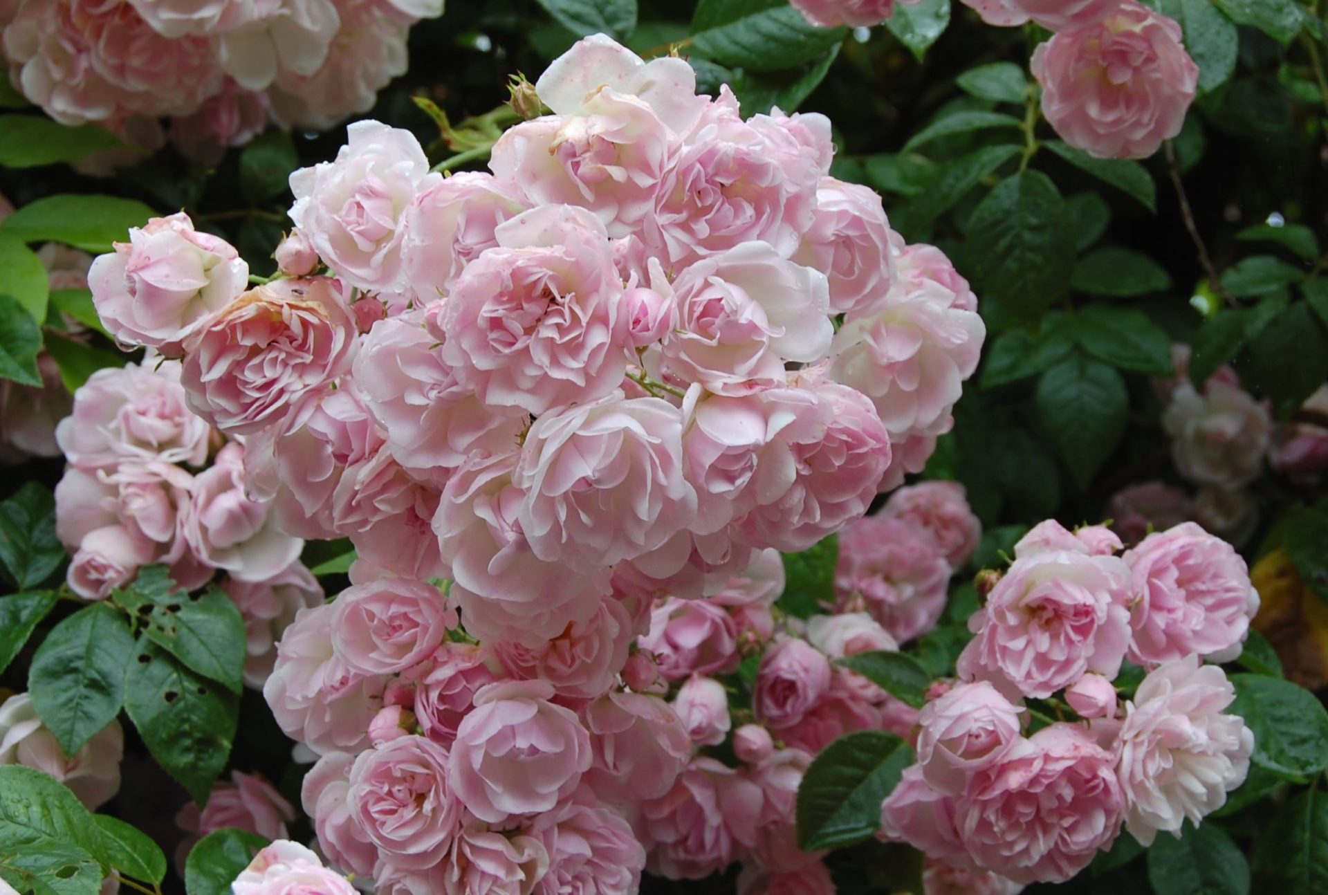 Роза почвопокровная розовая