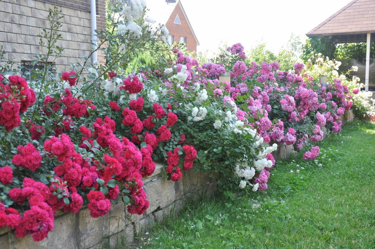 розы почвопокровные лучшие сорта фото