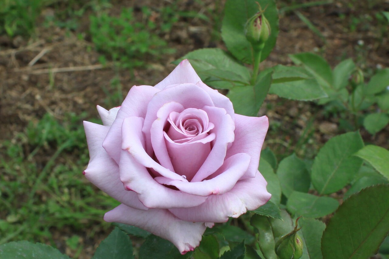 Роза чайно-гибридная Блю Берд