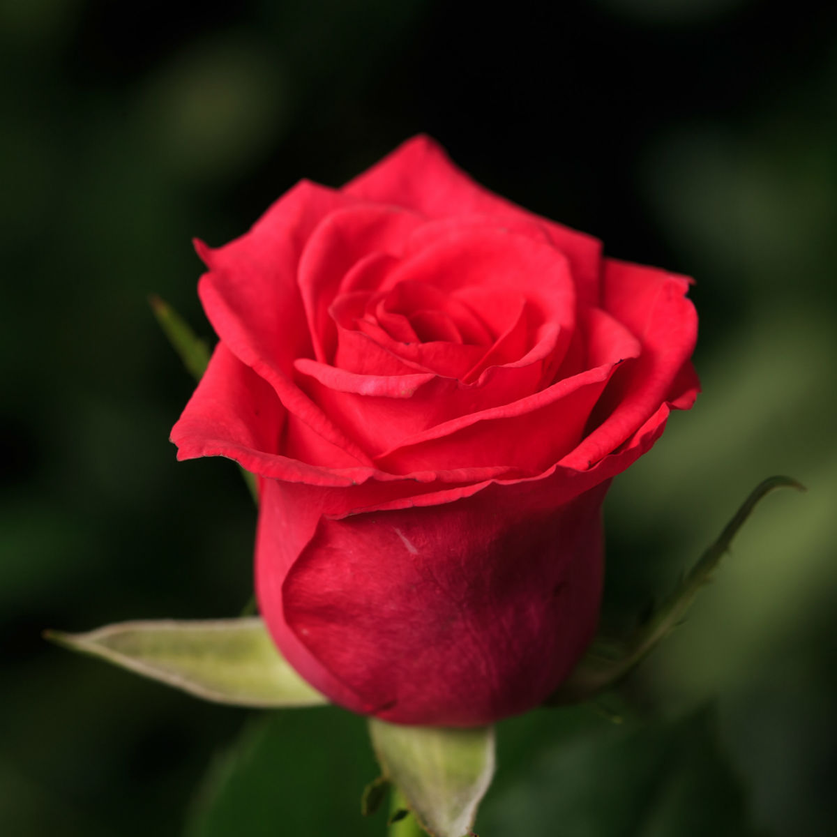 Роза каренза фото