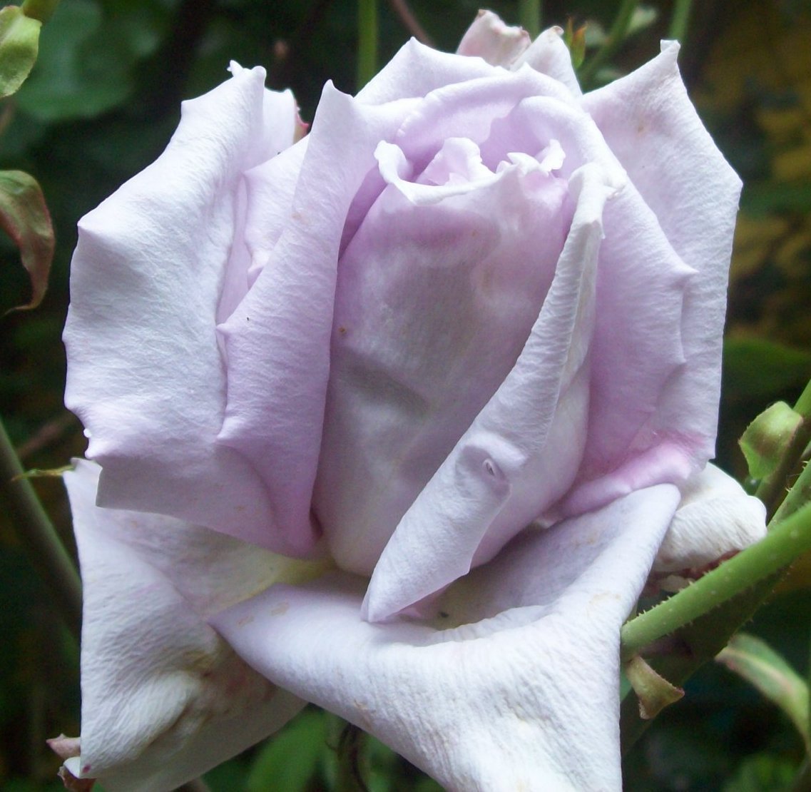 Madame Boll роза