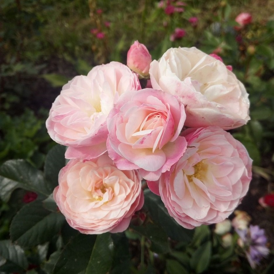 Роза моцарт мускусная фото и описание