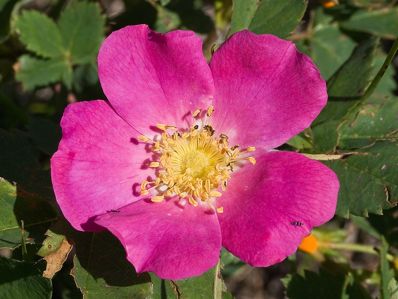 Rosaceae Розоцветные