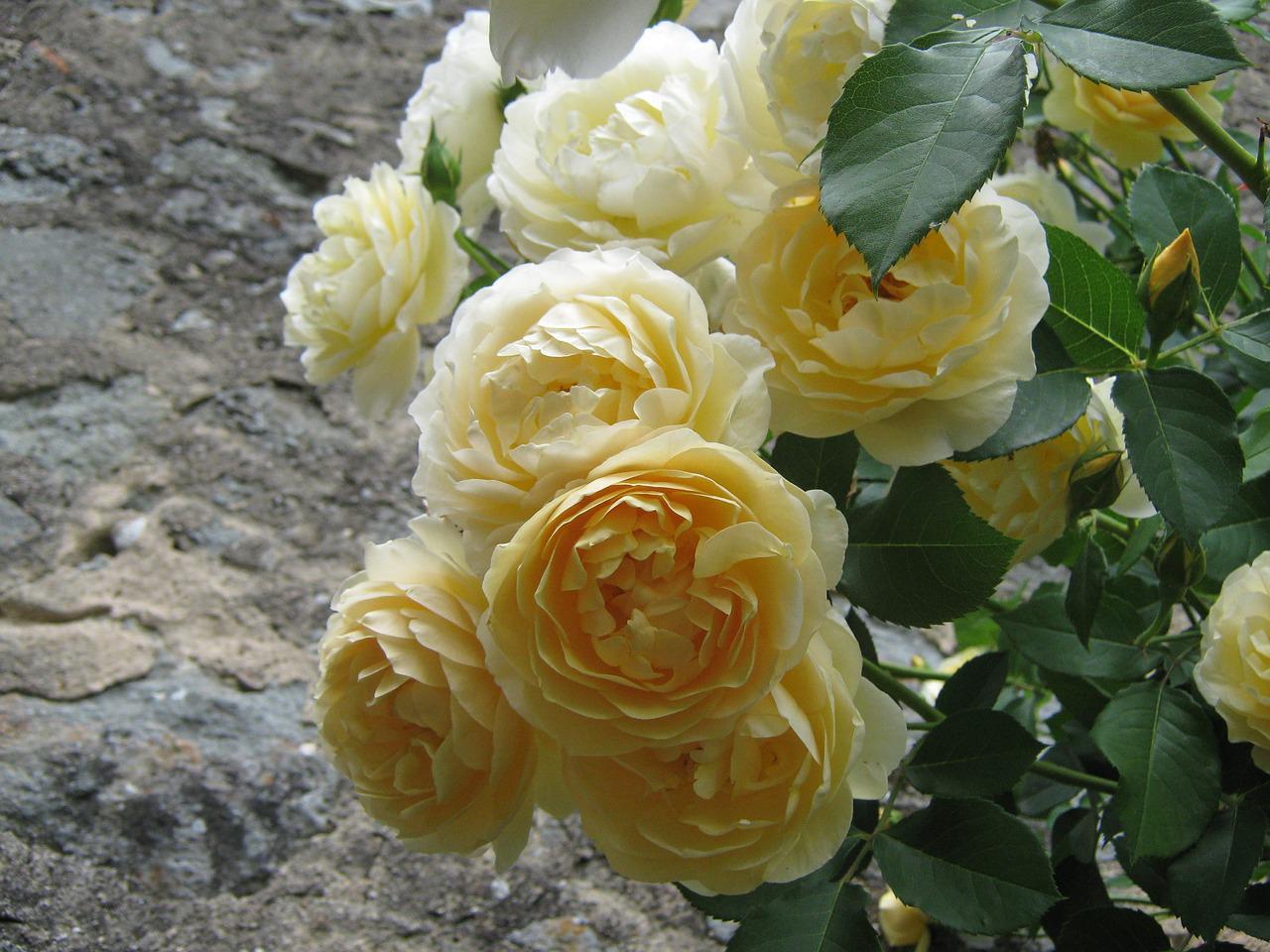 Роза Yellow Centifolia