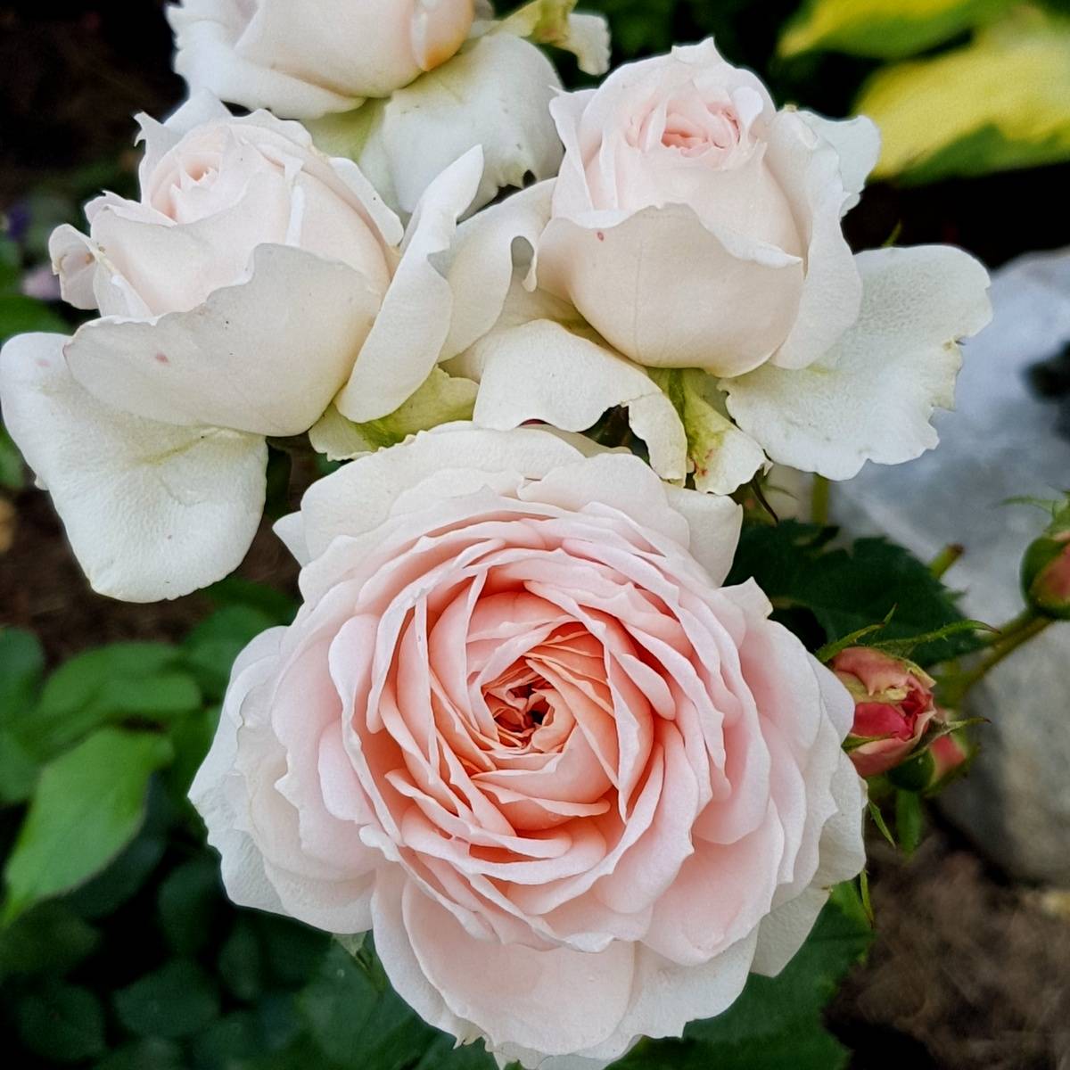 Роза Кремоза Rosa cremosa