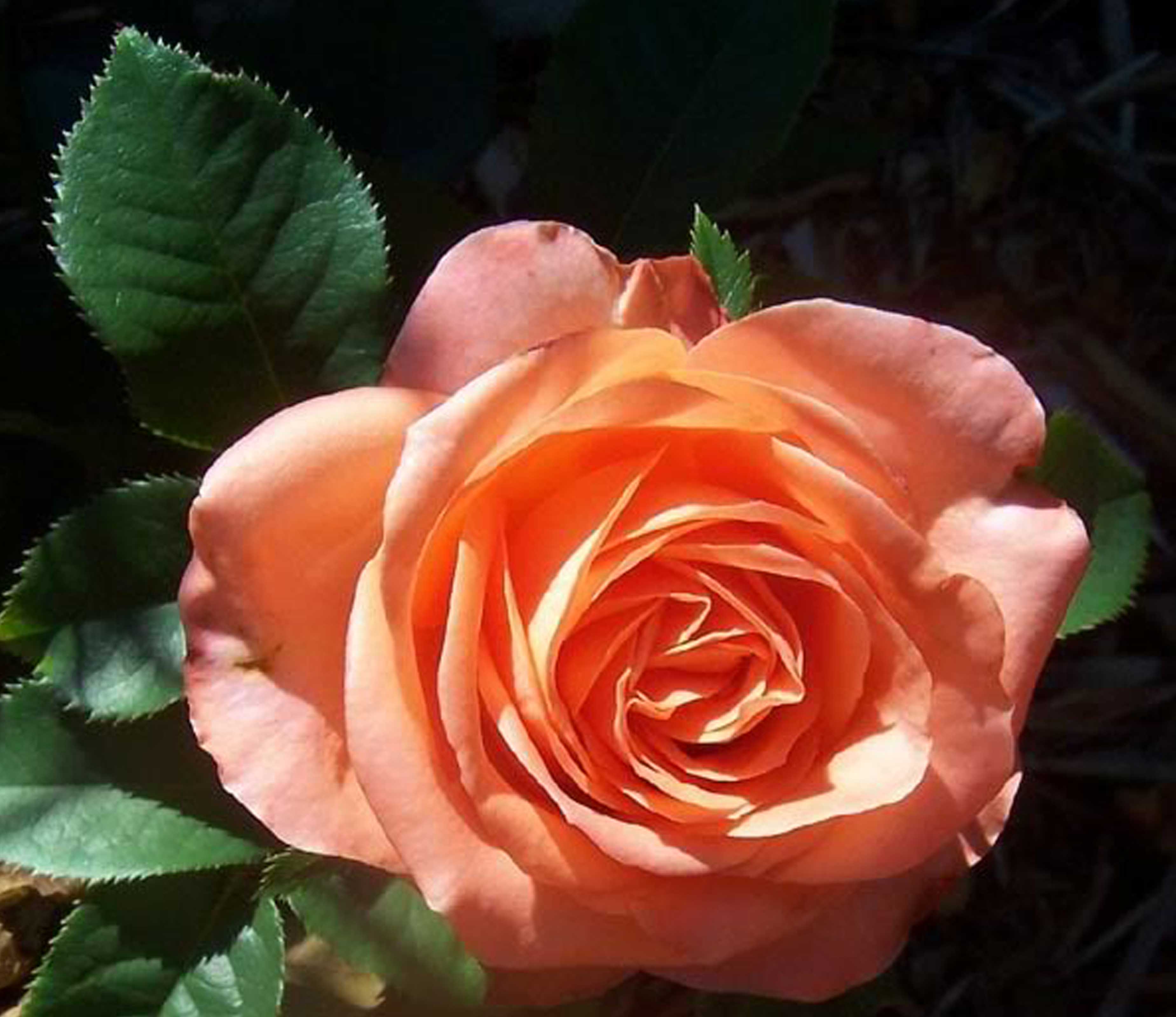Роза папайя