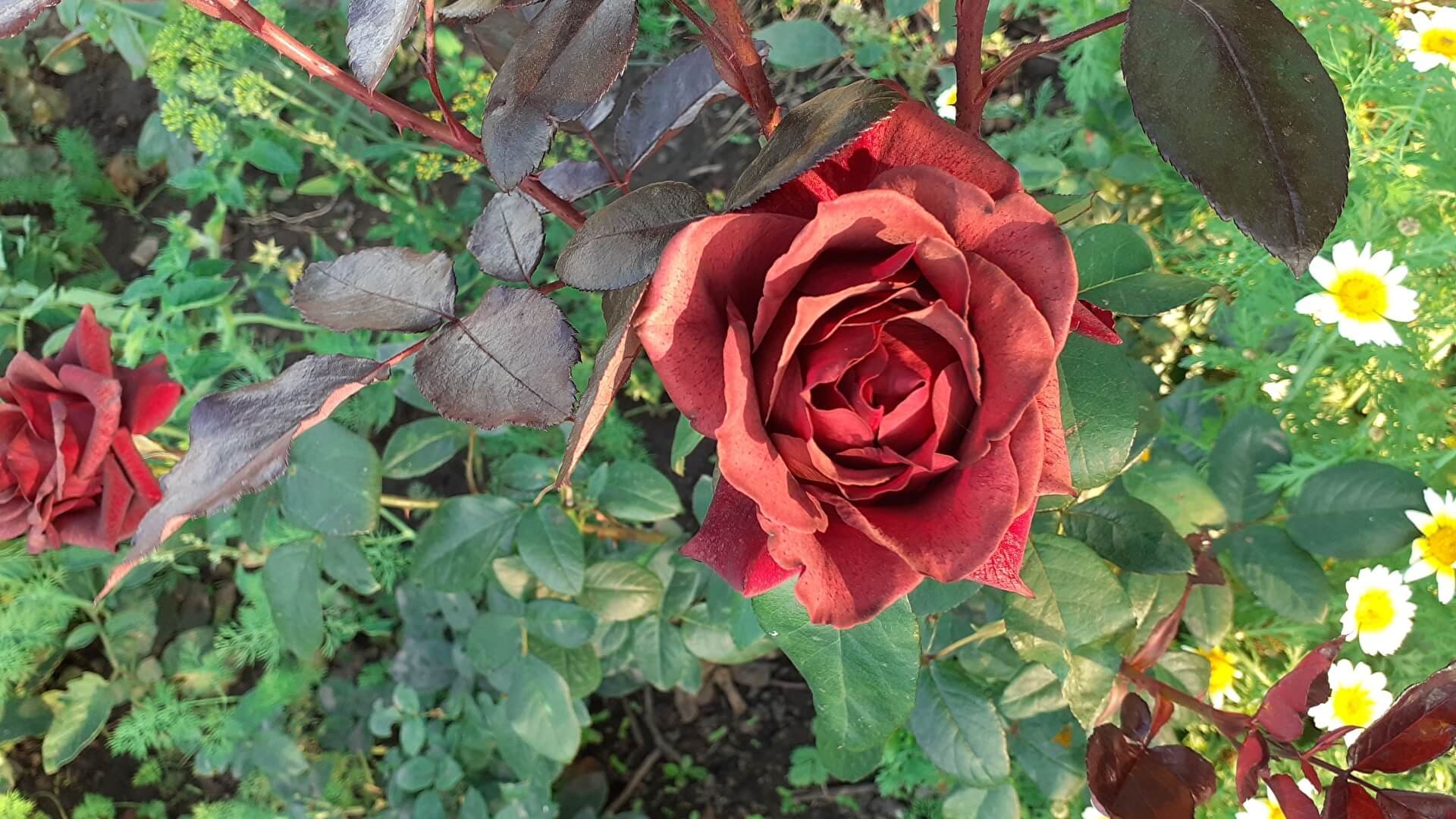 Фото розы вуду