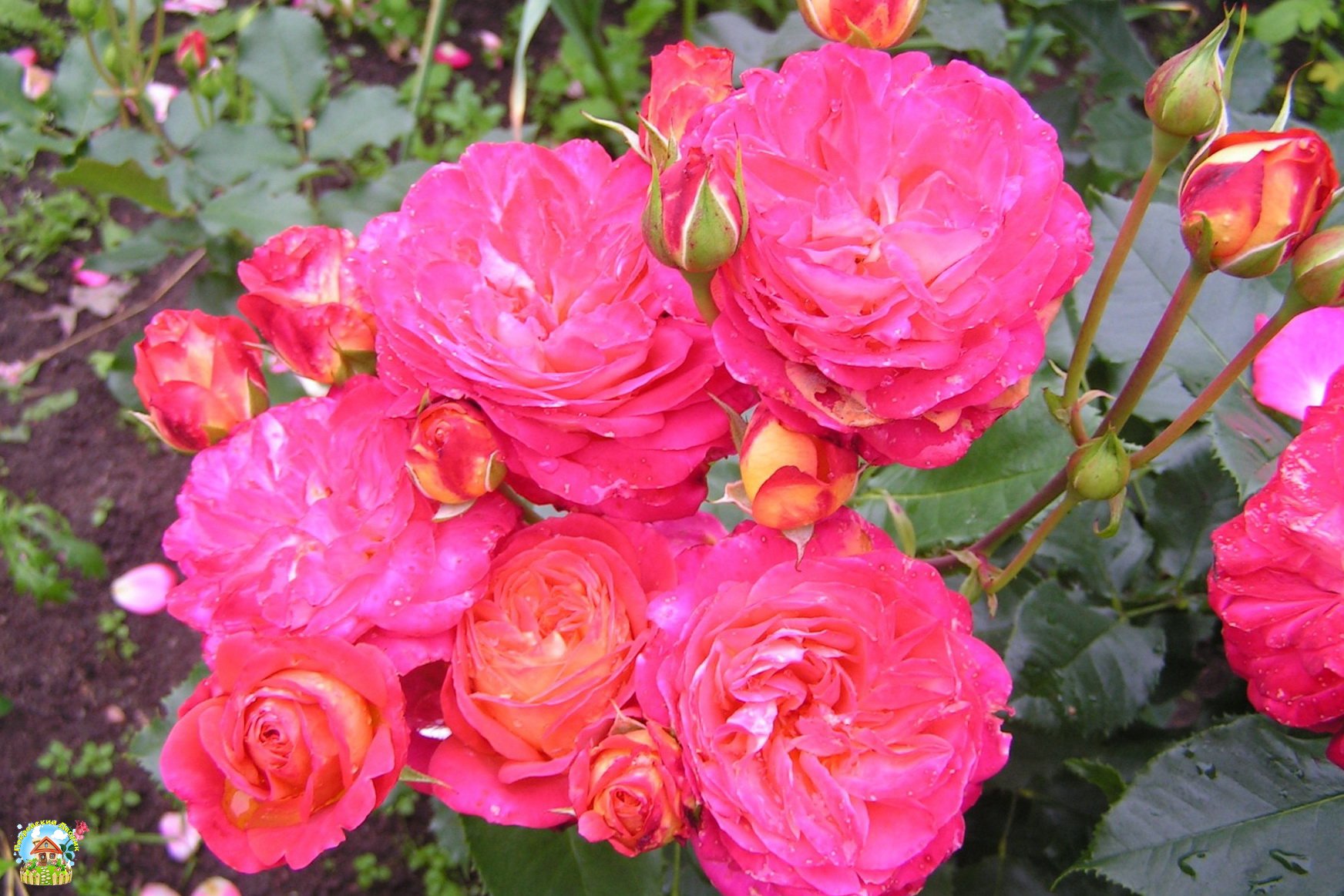 Роза флорибунда Мидсаммер