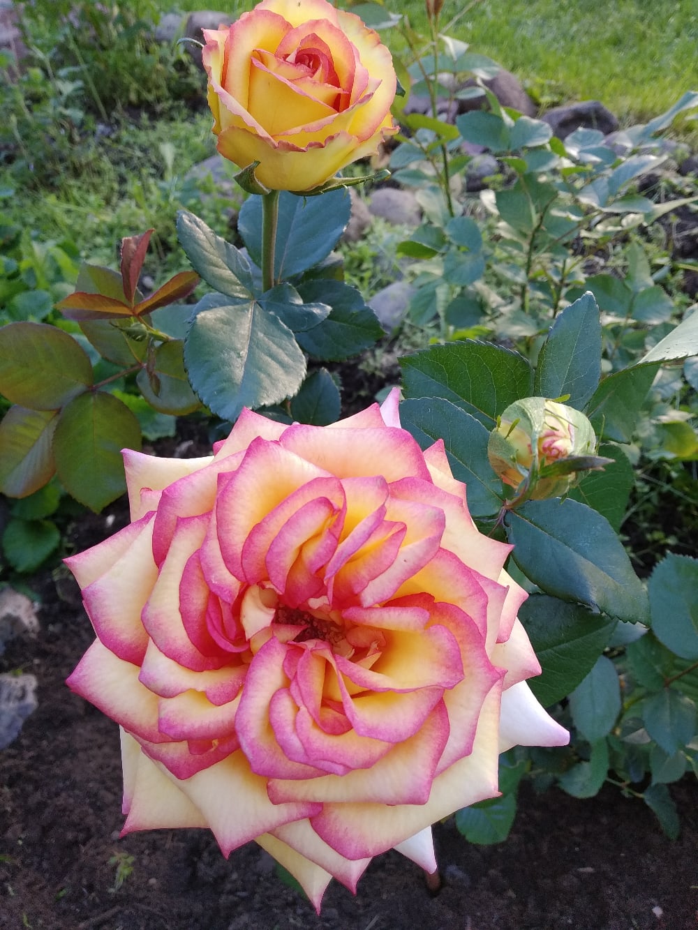 Роза сальвадор фото и описание