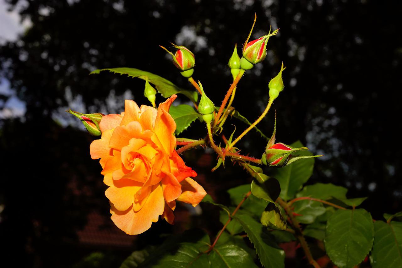 Куст оранжевых роз на дереве