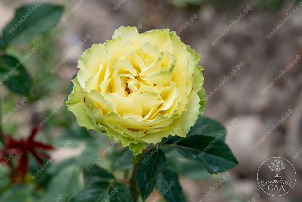 Роза чайно гибритная лимонная 