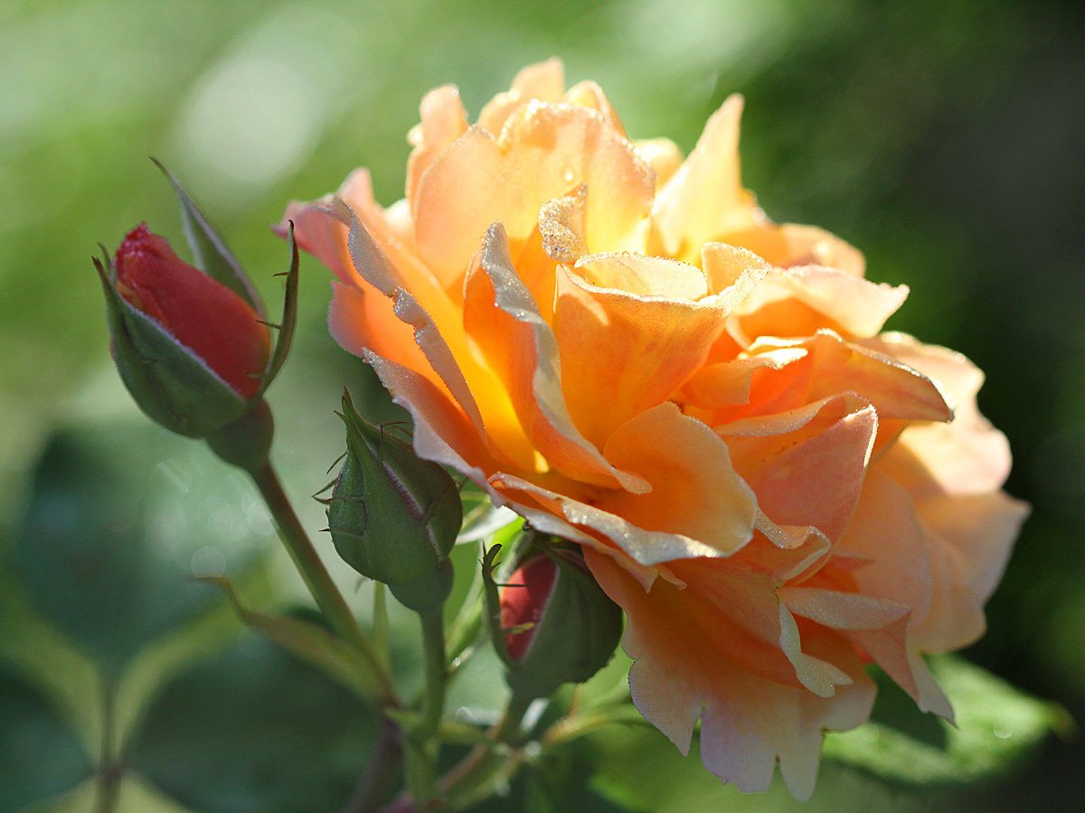 Роза Крымское солнышко