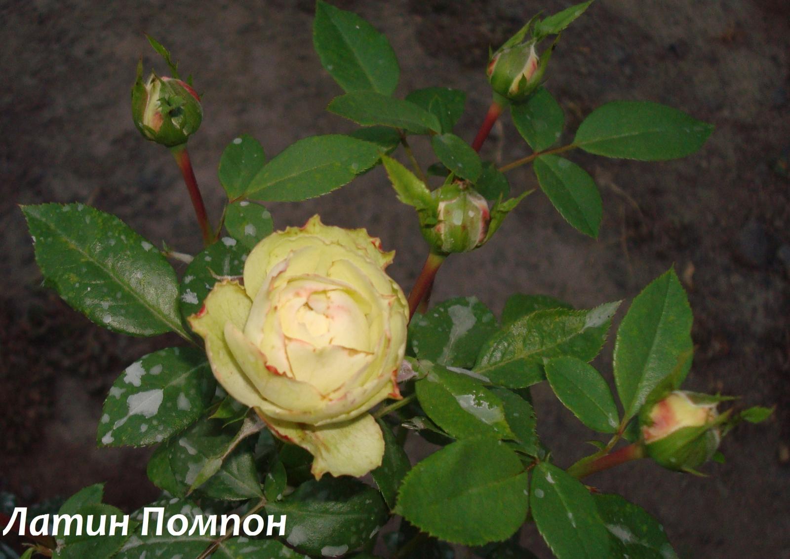 Роза чайно-гибридная Латин помпон