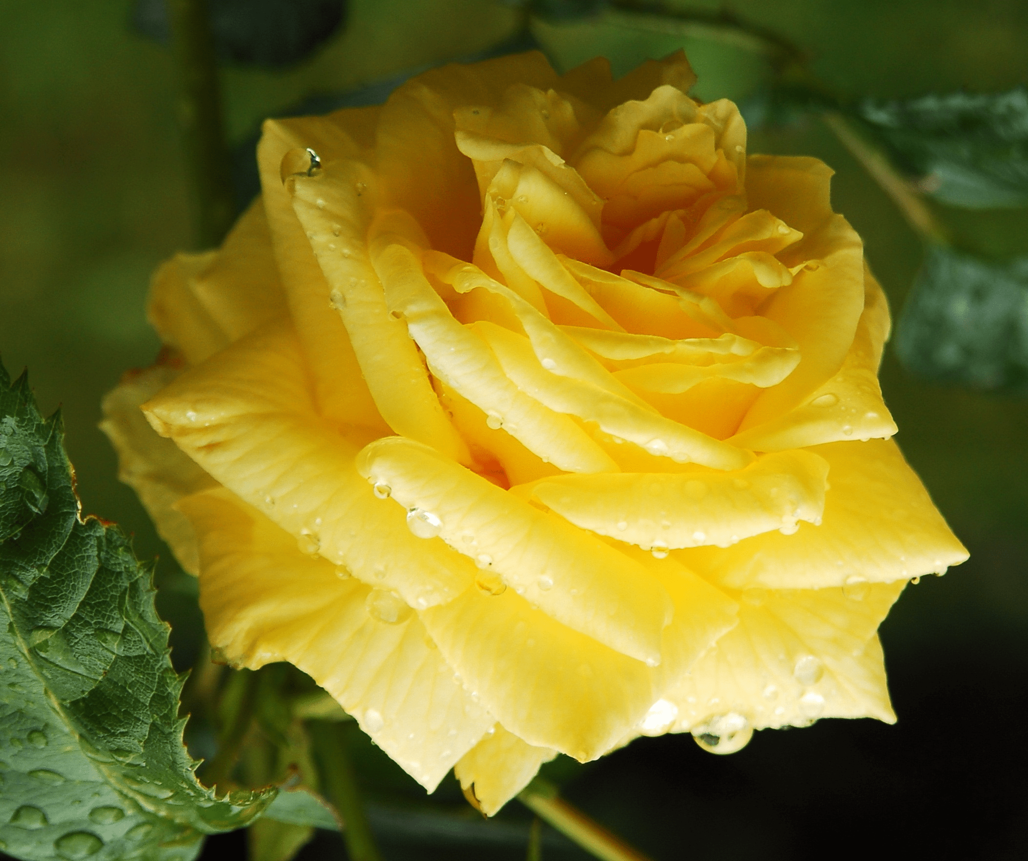 Роза чайно гибридная ландора желтая фото и описание