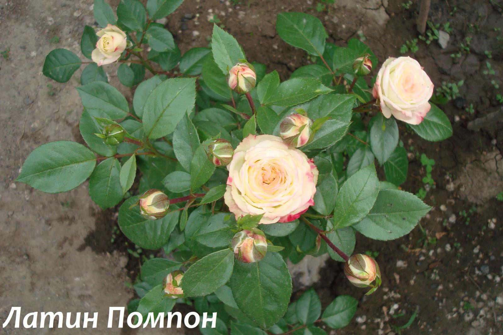 Latin pompon роза