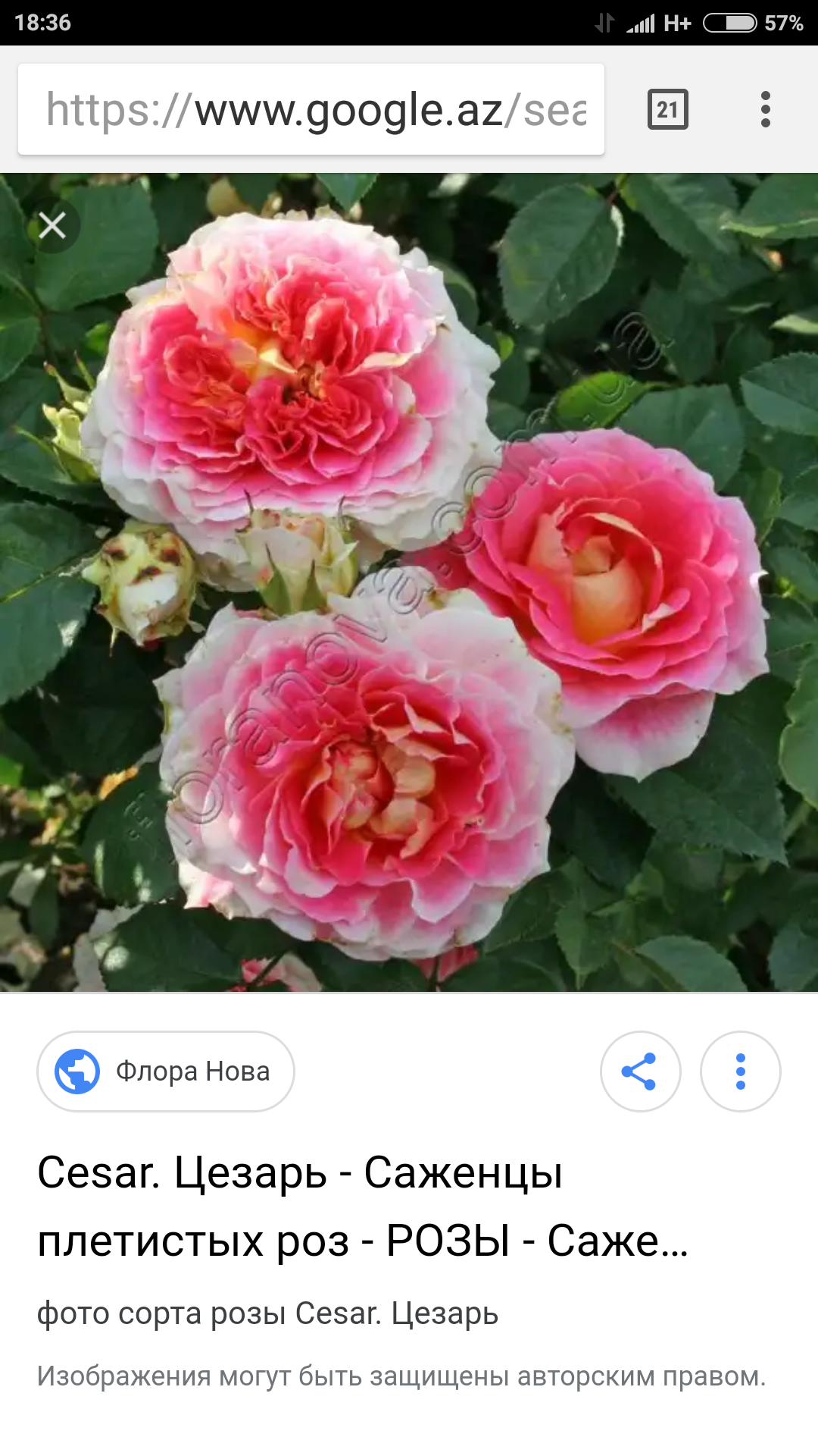 Сорт розы цезарь фото и описание