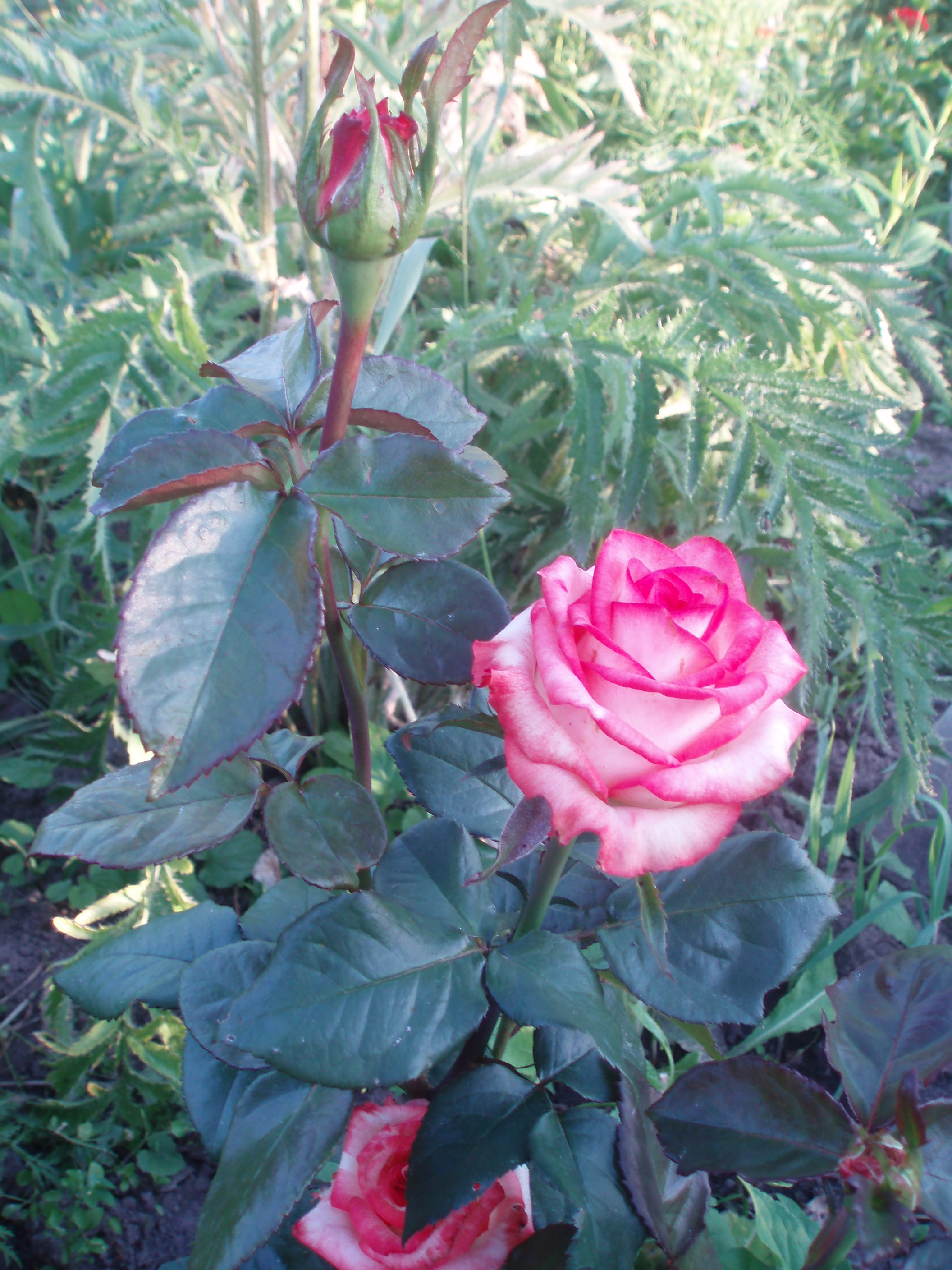 Роза блаш фото и описание