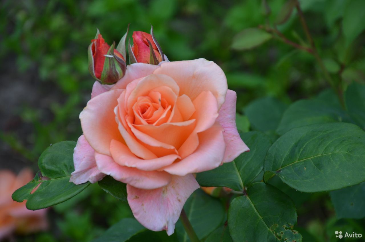 Описание сорт розы блаш фото описание