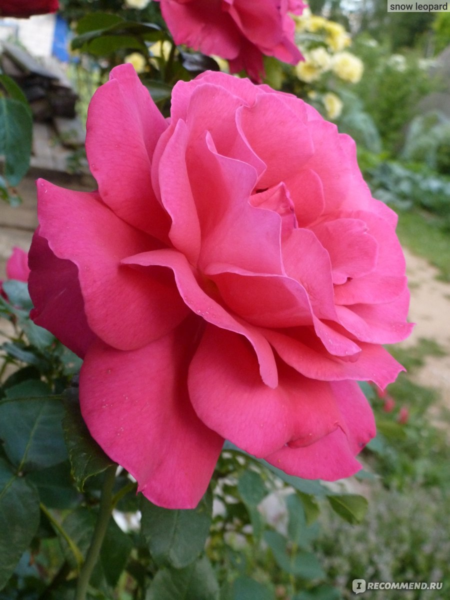 Роза парфюмелла