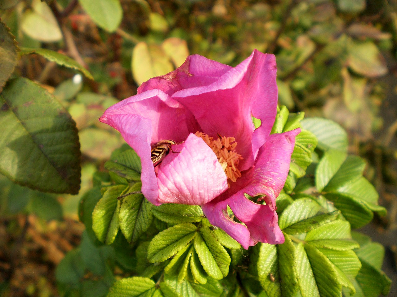 Шиповник Майский (Rosa cinnamomea)