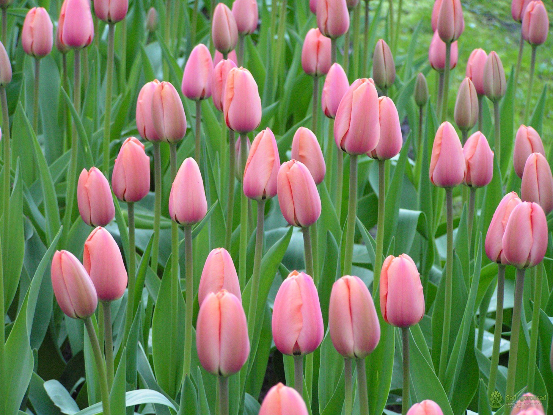 Тюльпаны ван эйк фото и описание