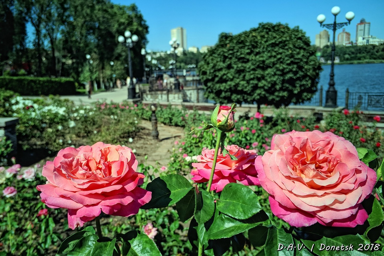 Розы на площади