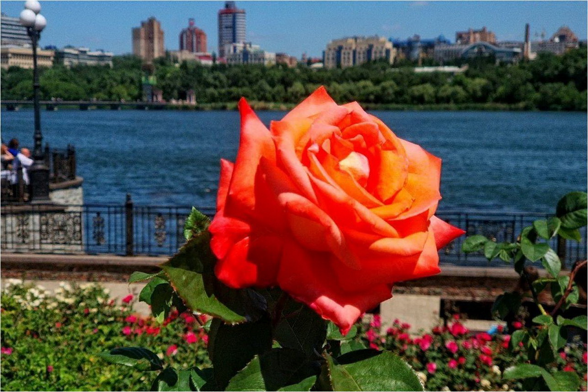 Донецк город роз красивые фото