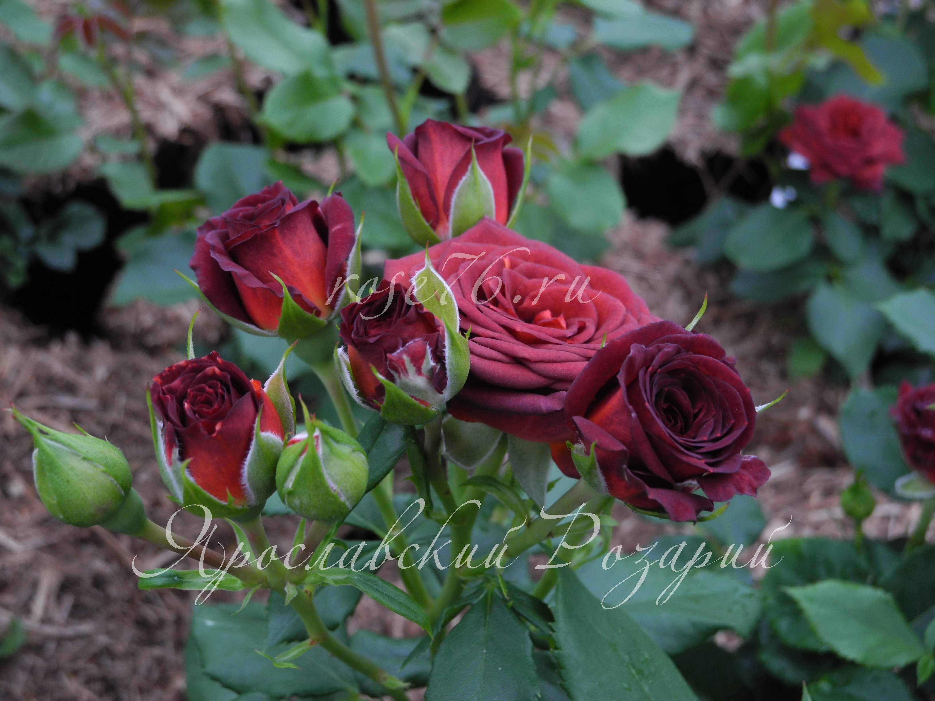Роза кустовая Chococino