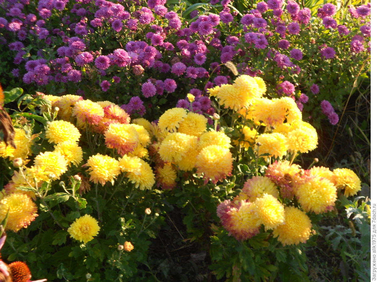 Хризантема корейская крупноцветковая