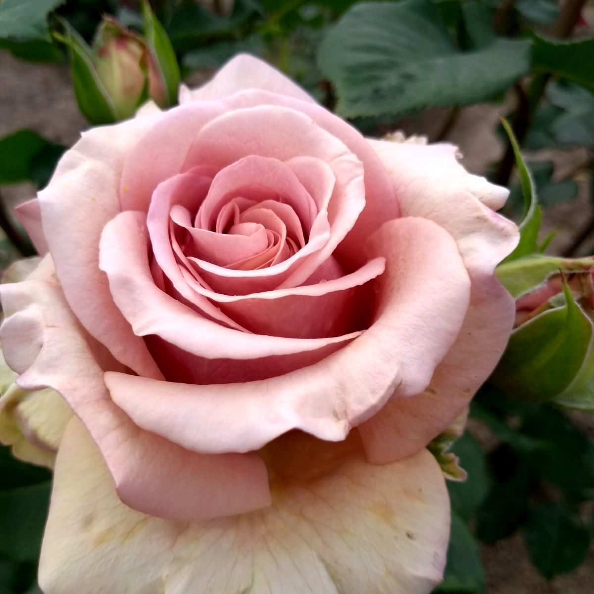Роза мокароза фото