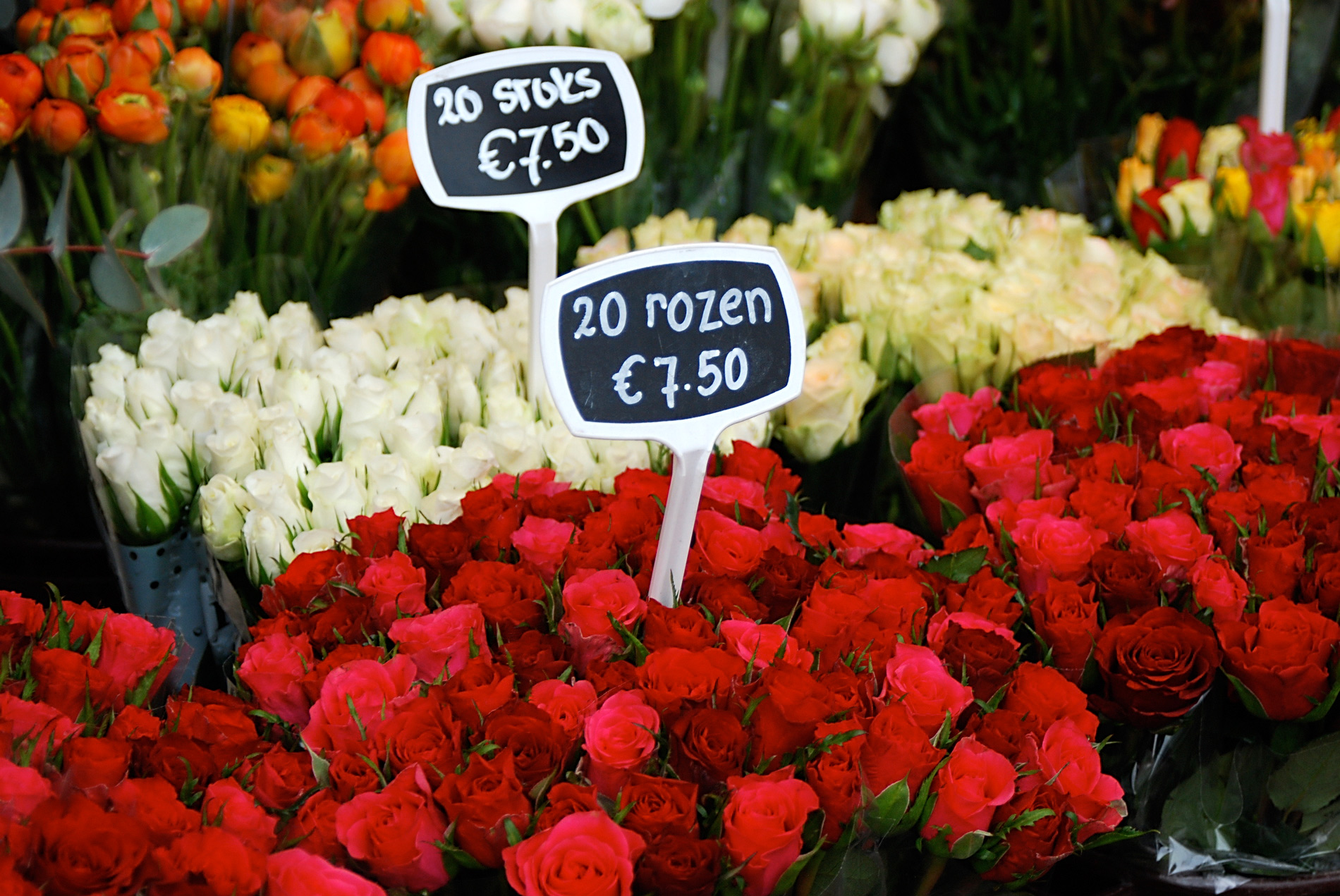 Розы в голландии