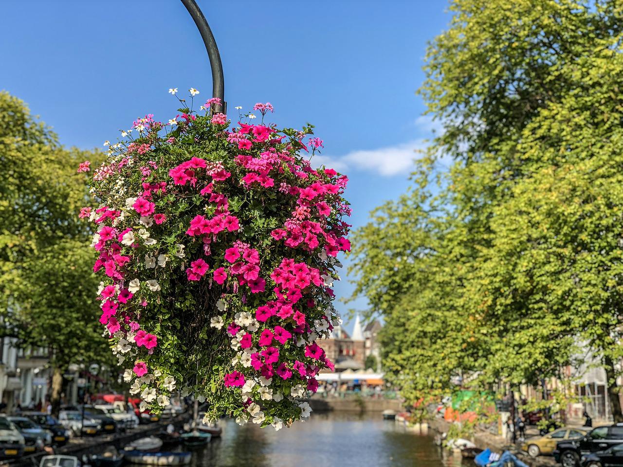 Розы из амстердама