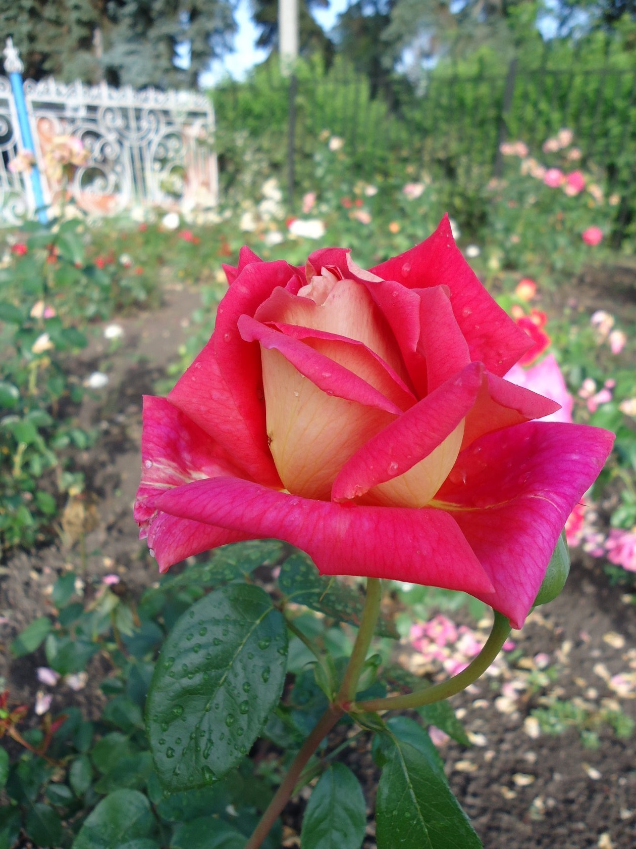 Роза утопия фото и описание и уход