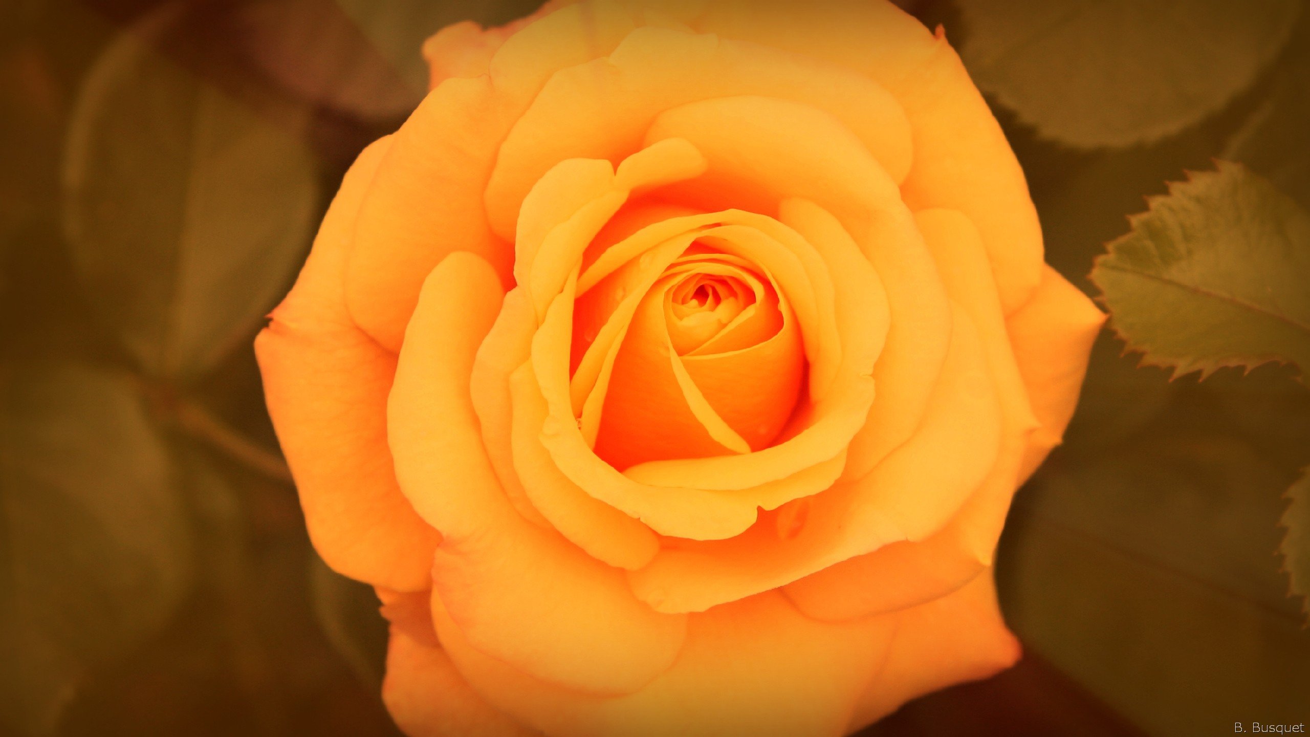 Розы желтые HD