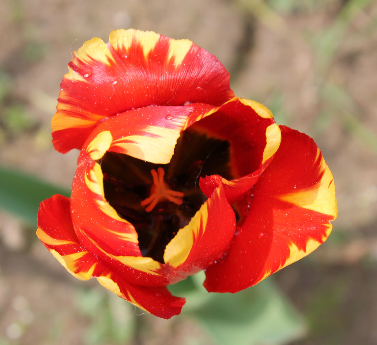 Тюльпан банья лука фото и описание